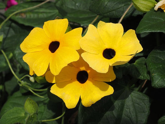 Yellow Thunbergia flower seeds