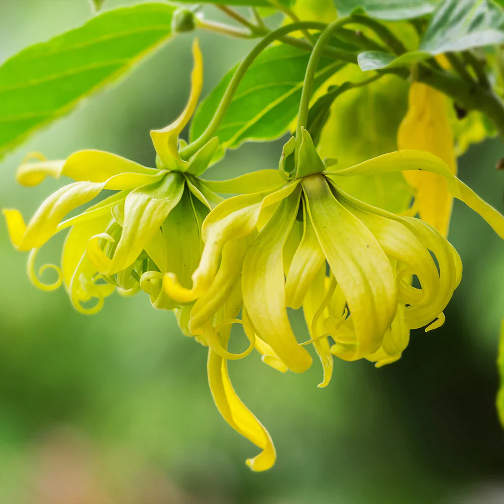 Yellow Cananga flower seeds