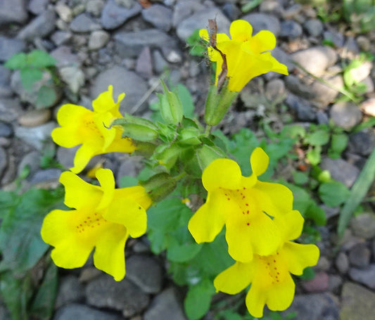 Yellow Erythranthe flower seeds