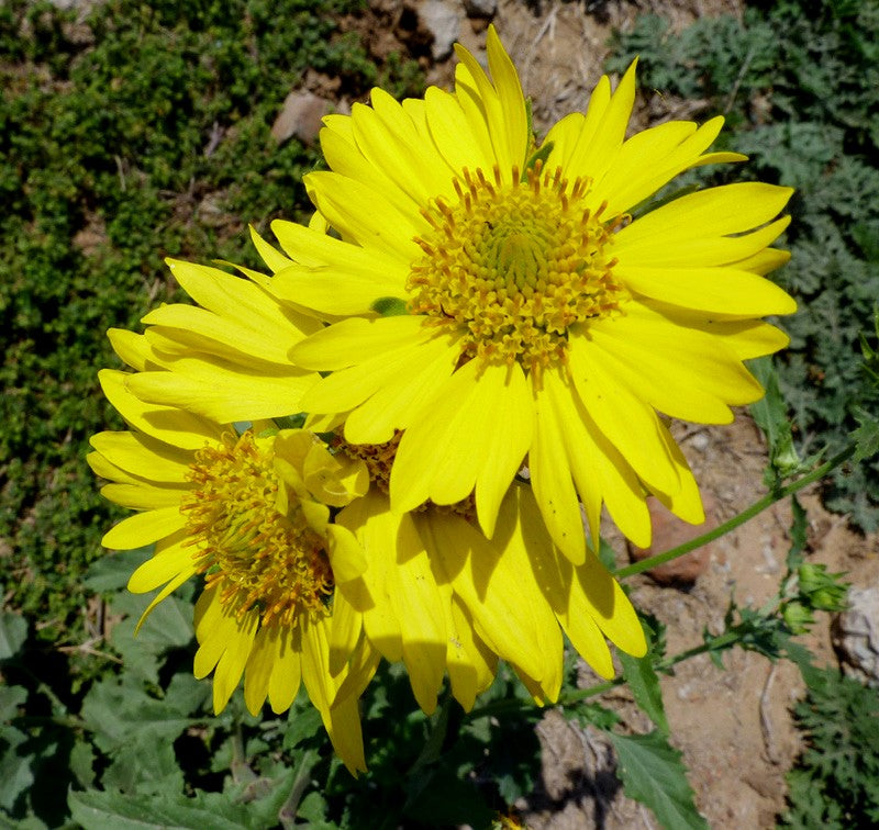 Yellow flower seeds