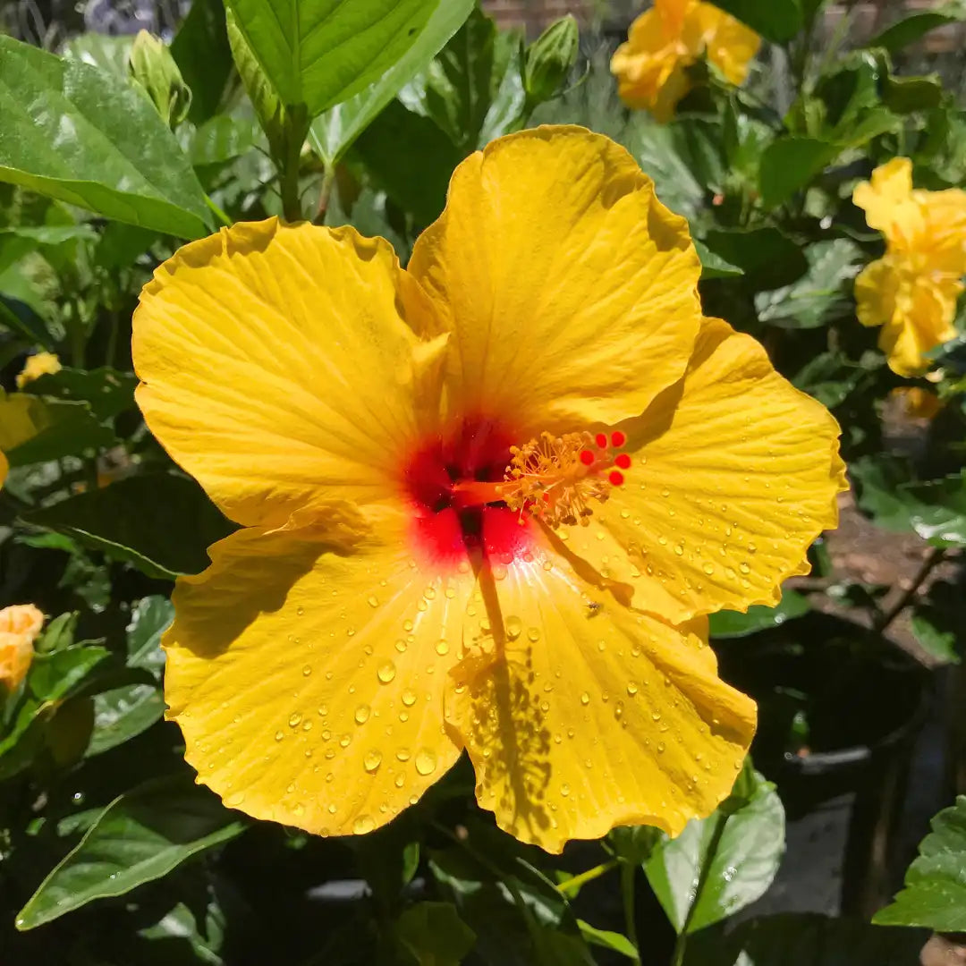 Light Yellow flower seeds