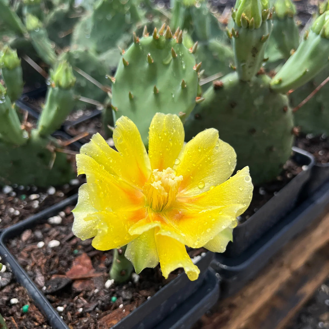 Yellow Opuntia flower seeds