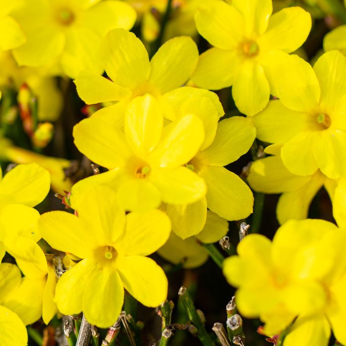 Yellow Jasmine Jasminum humile flowers and green foliage