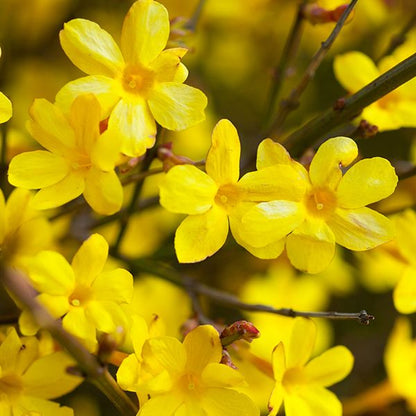 Yellow Jasmine Jasminum humile flowers and green foliage