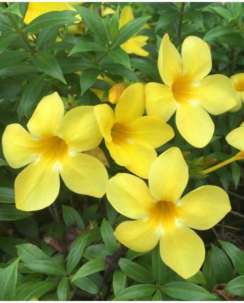 Yellow Jasmine Jasminum humile flowers and green foliage