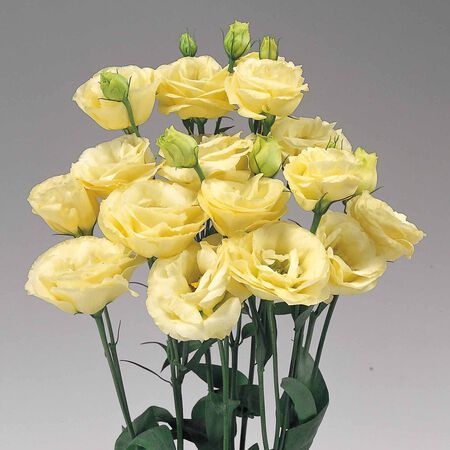 Yellow Lisianthus flower blooming in a garden with elegant golden-yellow petals