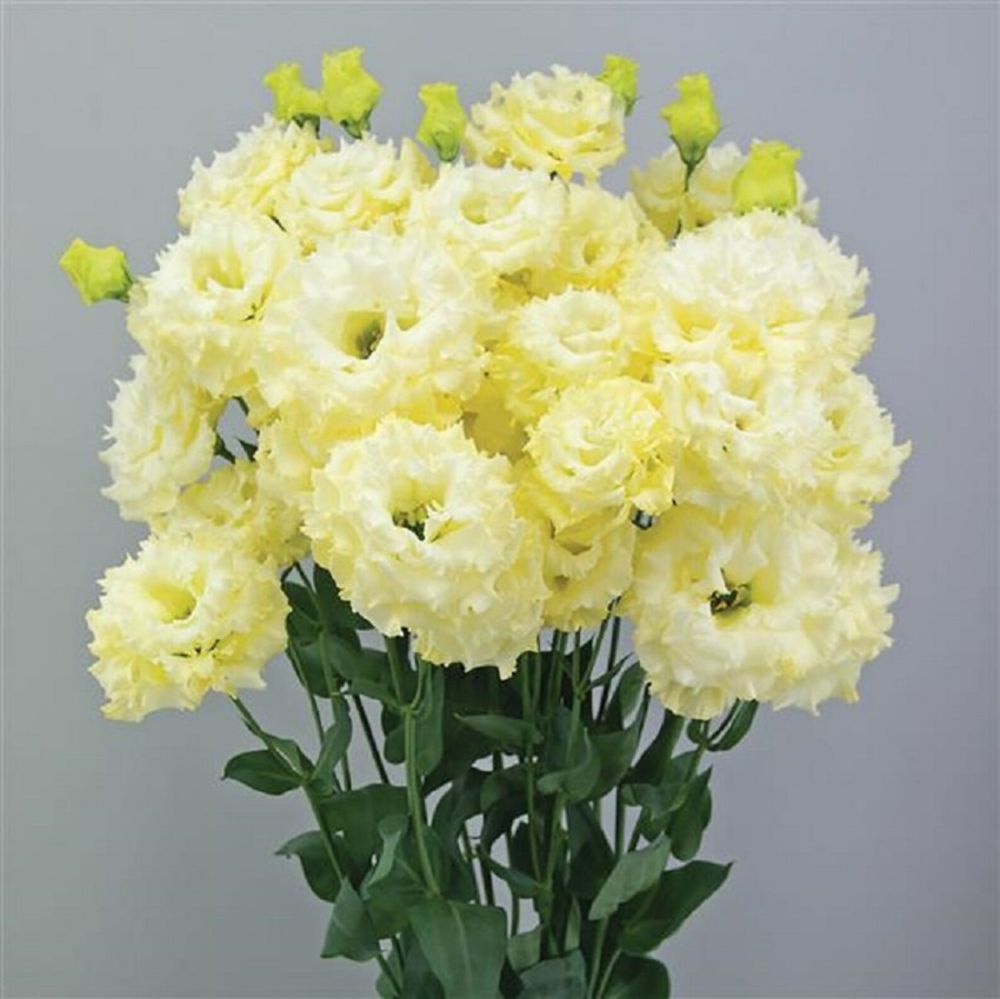 Yellow Lisianthus flower blooming in a garden with elegant golden-yellow petals