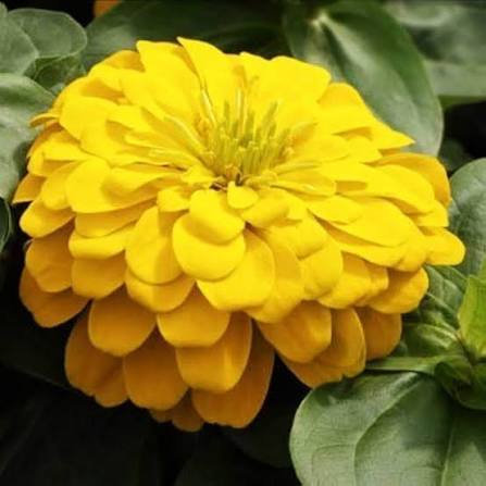 yellow-zinnia-elegans-flower-seeds-garden-blooms