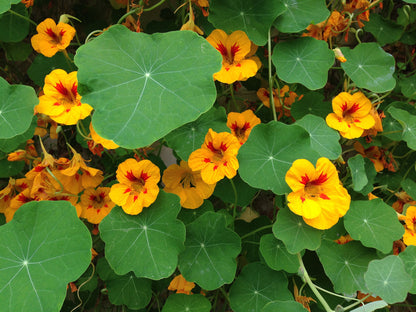 Yellow Tropaeolum flower seeds