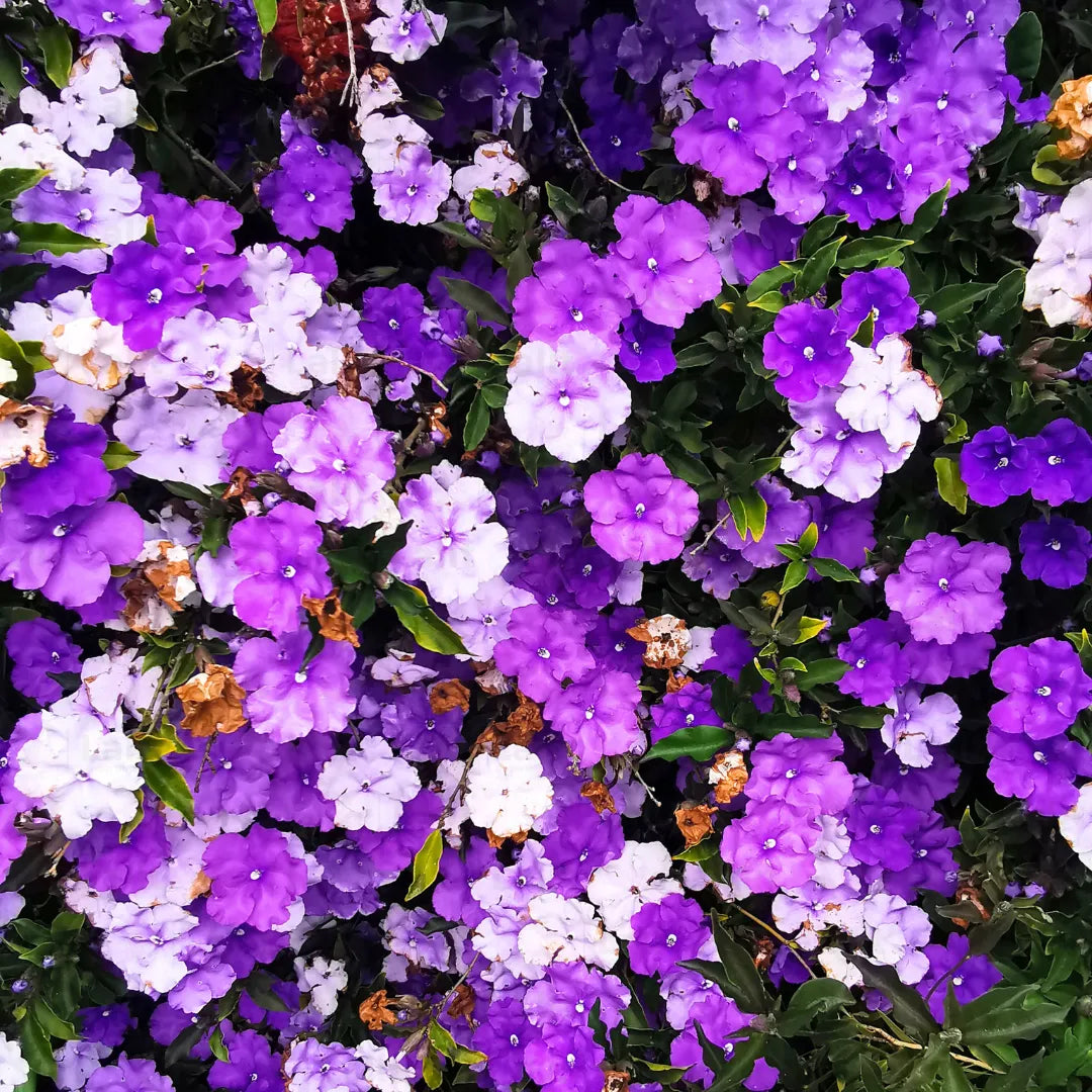 Brunfelsia flower seeds