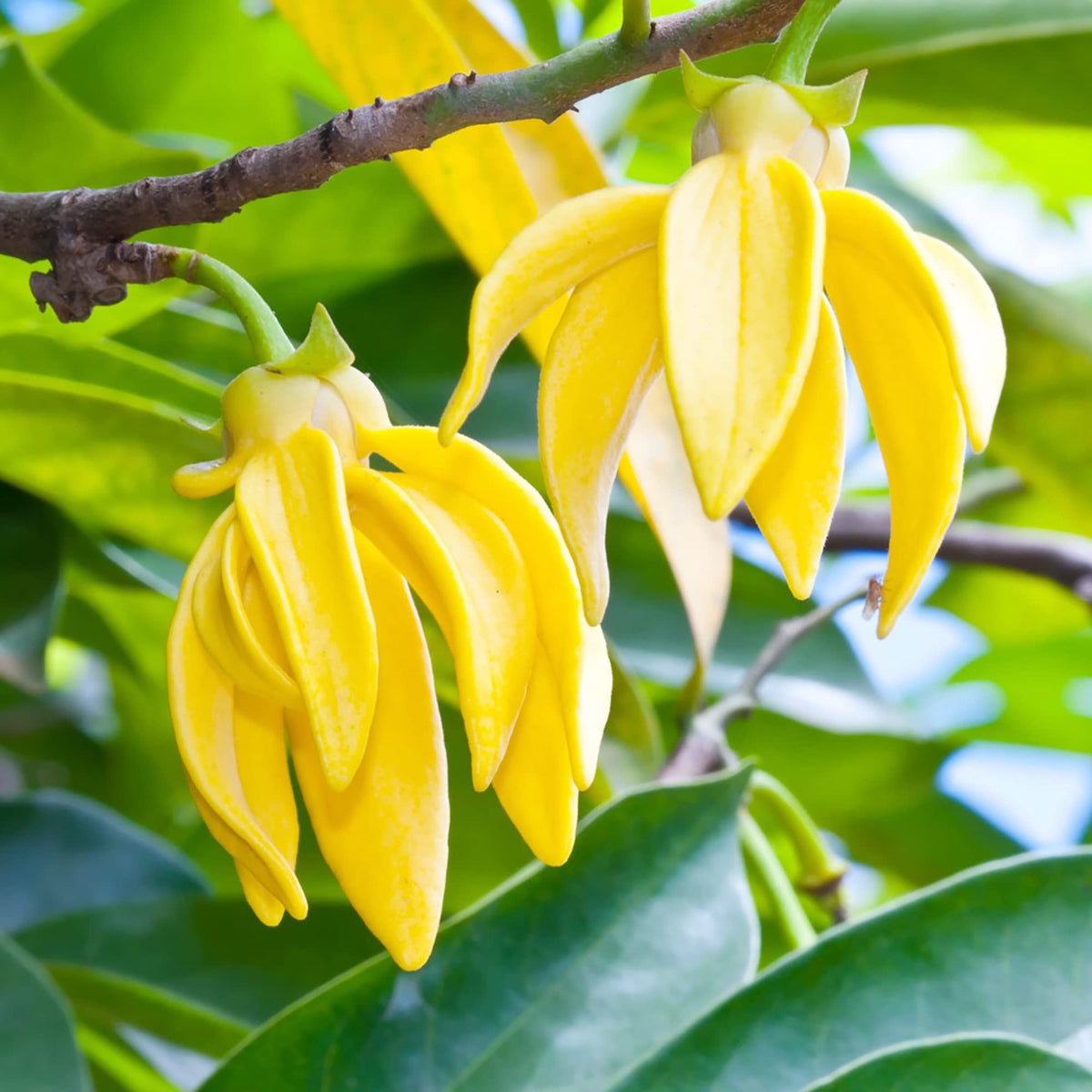 Aromatic Ylang-Ylang plant