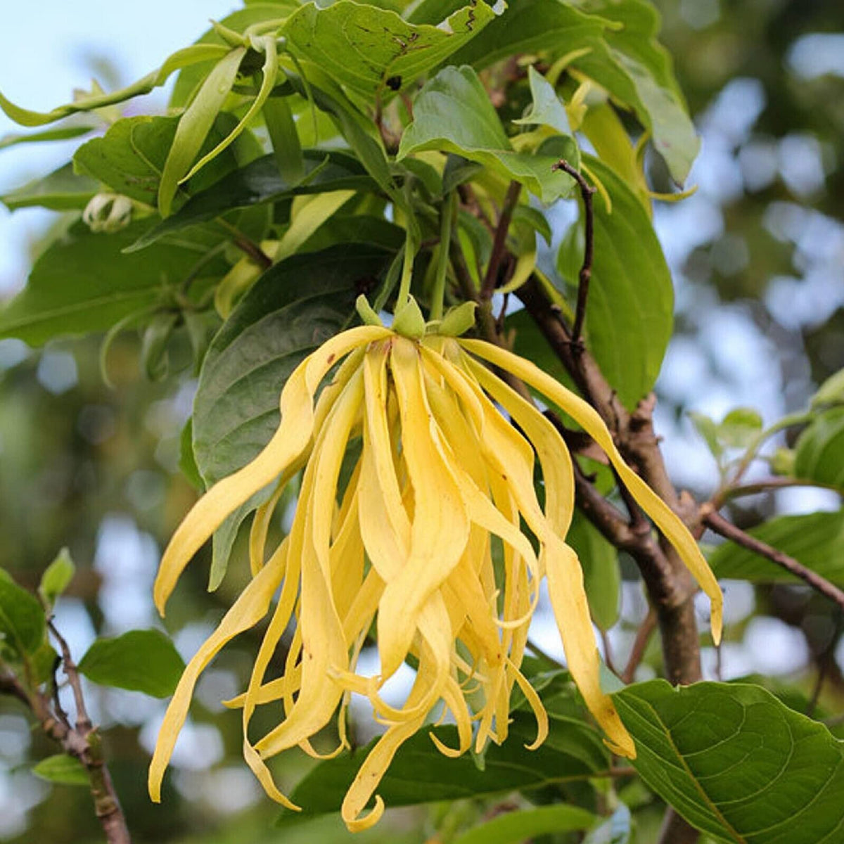 Aromatic Ylang-Ylang plant