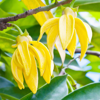 Pollinator Ylang-Ylang plant