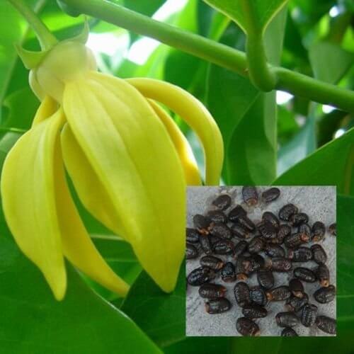 Pollinator Ylang-Ylang plant