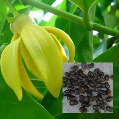 Pollinator Ylang-Ylang plant