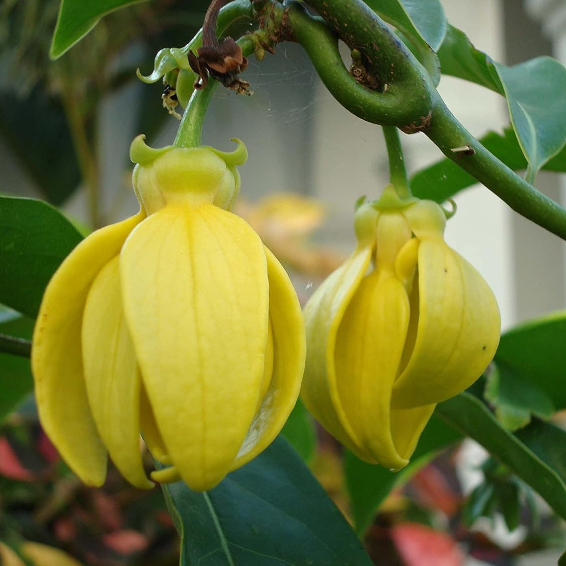 Aromatic Ylang-Ylang plant