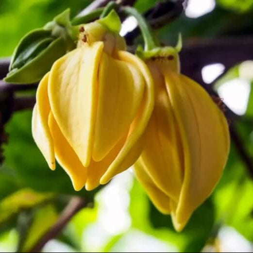 Pollinator Ylang-Ylang plant