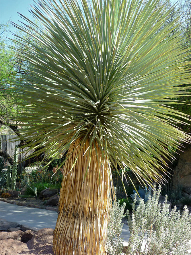 Yucca Thompsoniana flower seeds