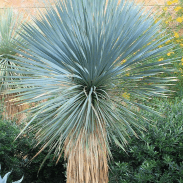 Blue Rostrata Yucca plant