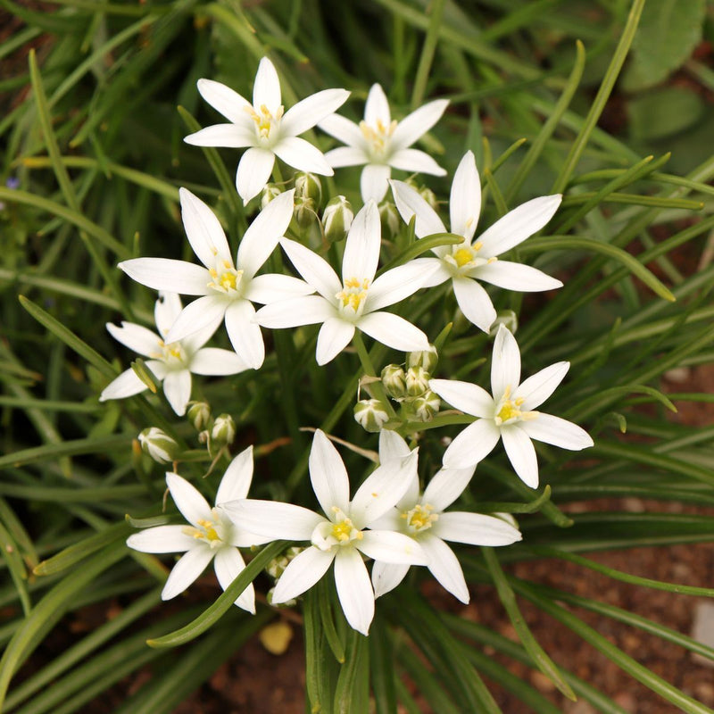 Star of Bethlehem Flower Seeds for Planting – Heirloom Non-GMO Garden Seeds