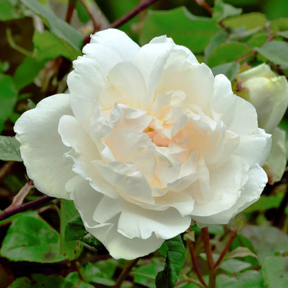 Alfred Carriere Rose plant