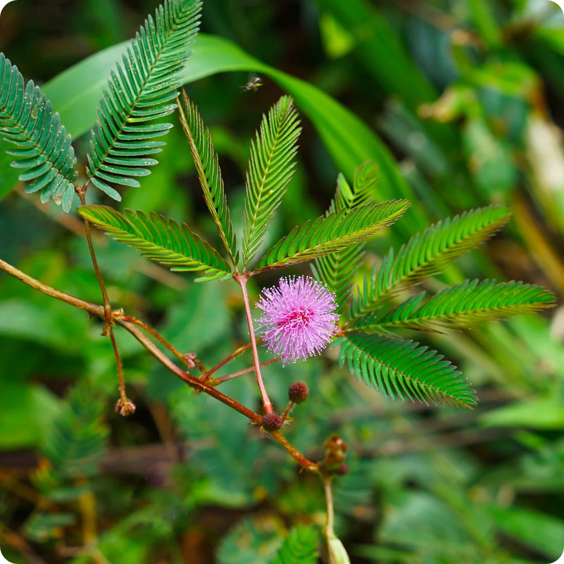Schrankia Uncinata flower seeds