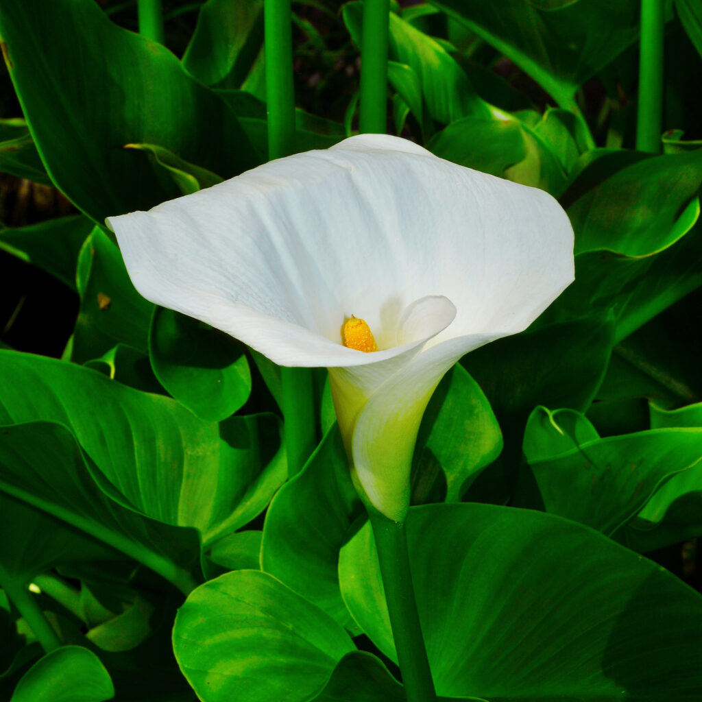 White Zantedeschia flower seeds