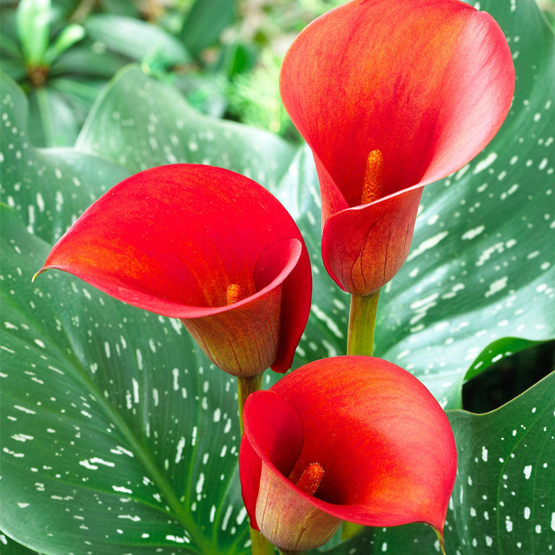Zantedeschia Aethiopica flower seeds