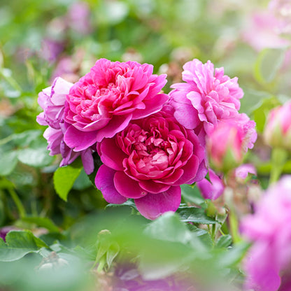 Rose flower seeds
