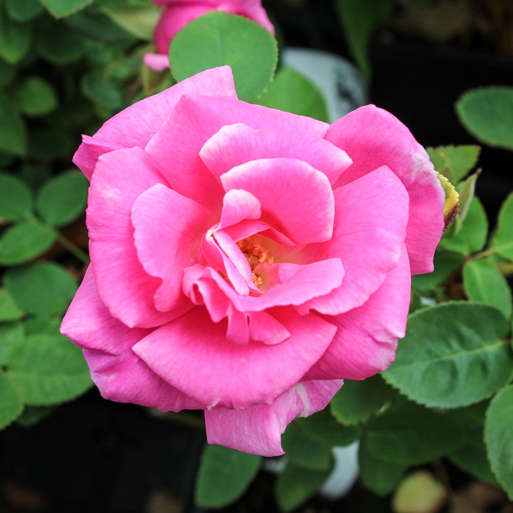 Pink Zephirine flower seeds