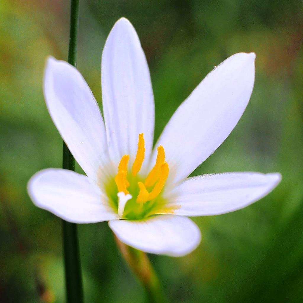 Zephyranthes Candida flower seeds