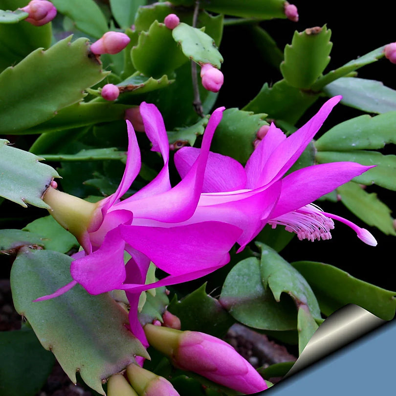 Violet Zygocactus flower seeds