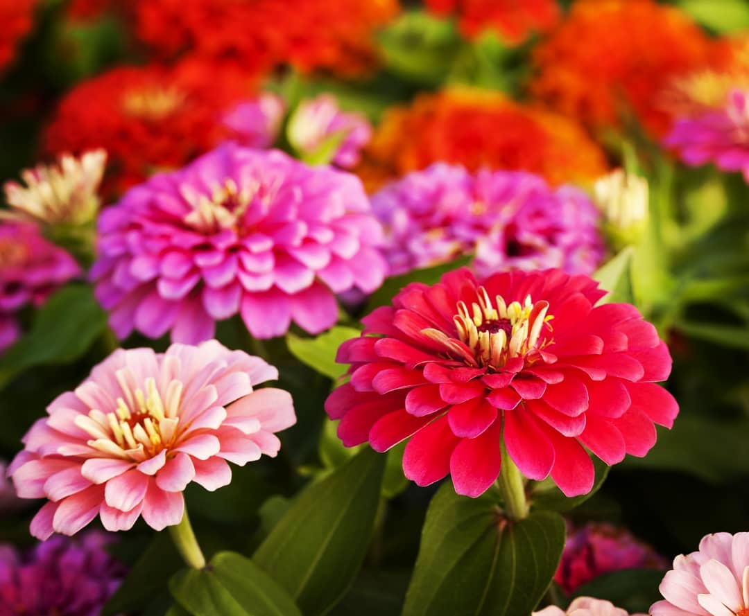 Single Petal flower seeds
