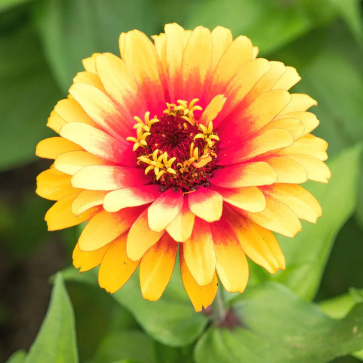 Bright Yellow flower seeds