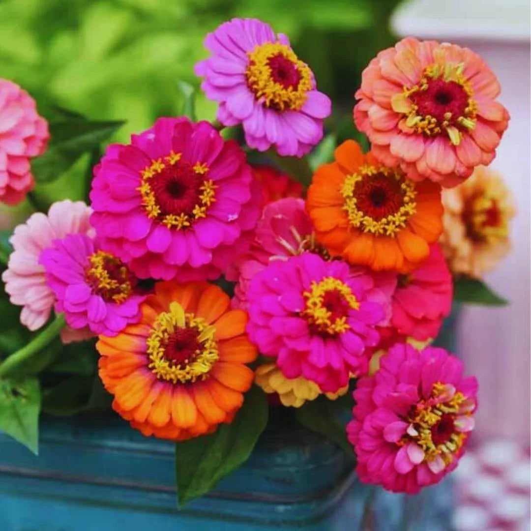 Zinnia flower seeds
