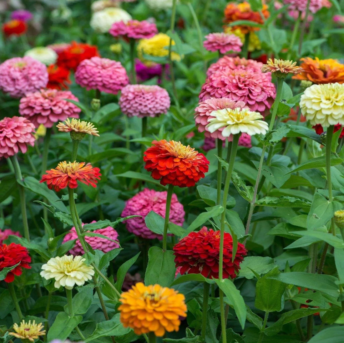 Zinnia flower seeds