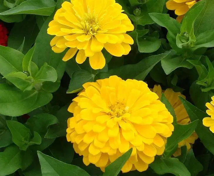 Brown Yellow flower seeds