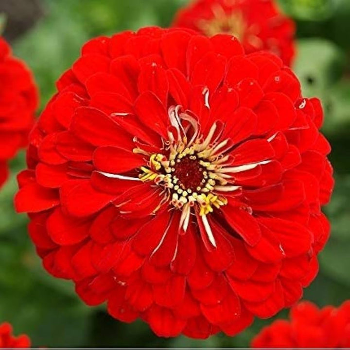 Red Zinnia flower seeds