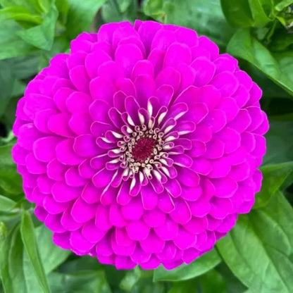 Purple Prince Zinnia plant