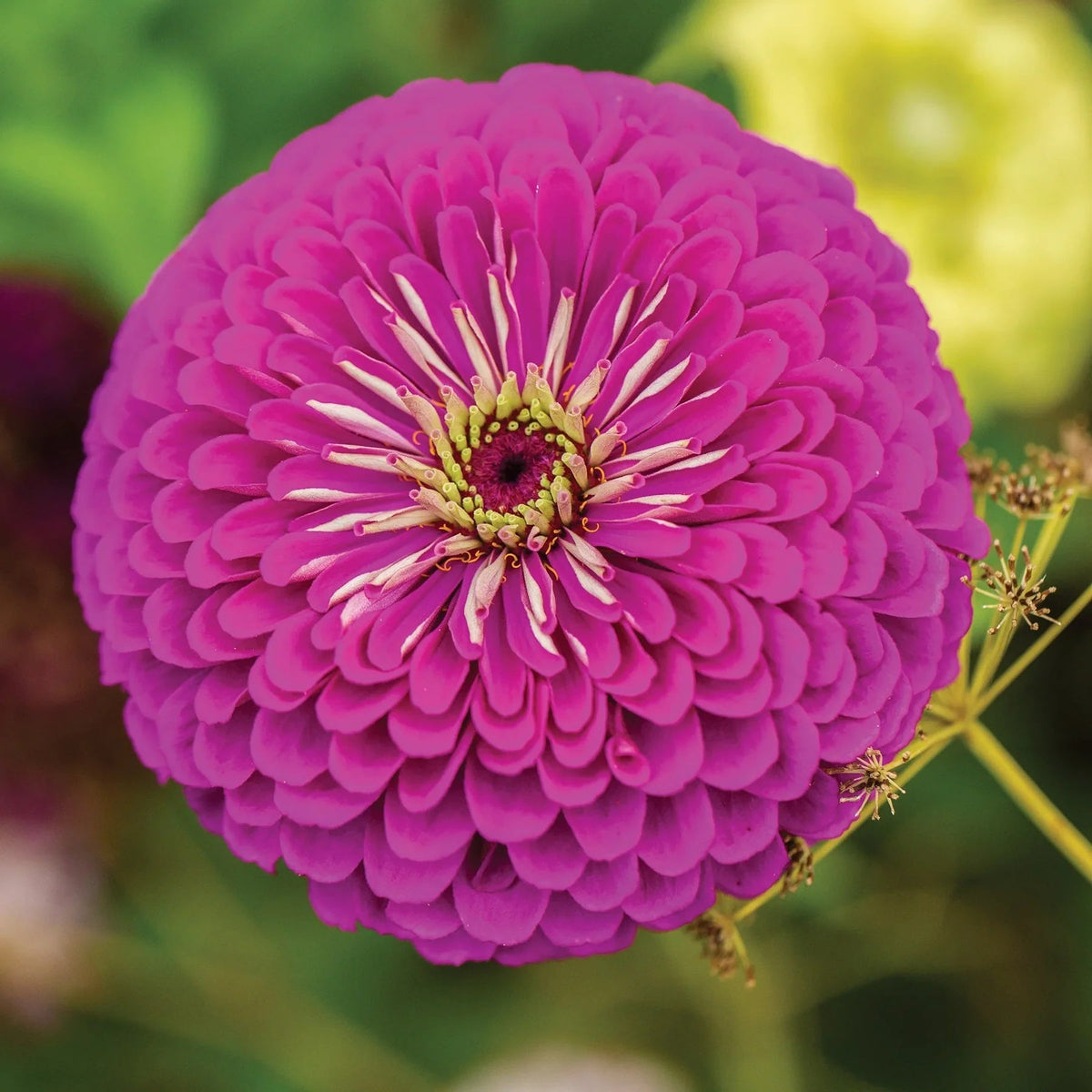 Purple Prince Zinnia plant