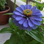 Blue Zinnia plant