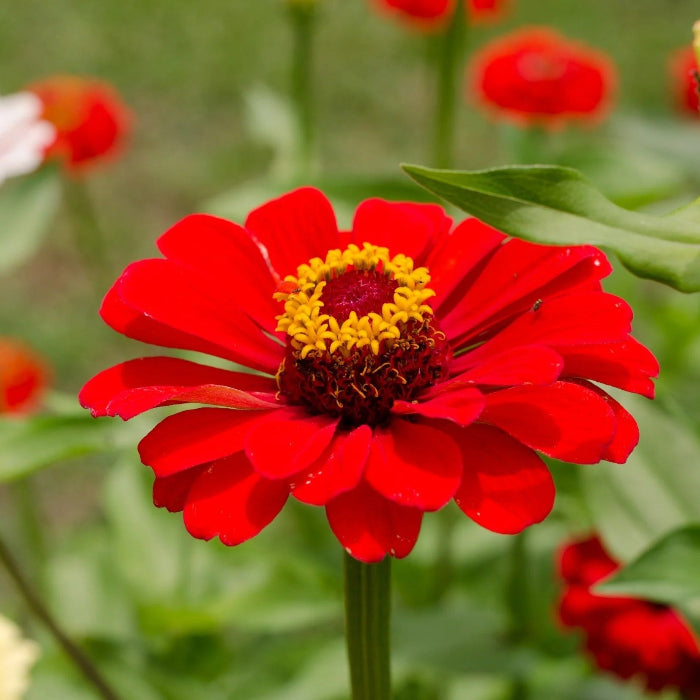Bright Red Zinnia plant