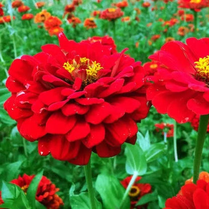 Bright Red Zinnia plant