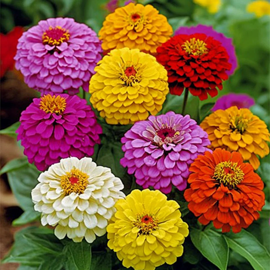California Giant Zinnia plant