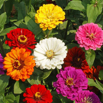 California Giant Zinnia plant