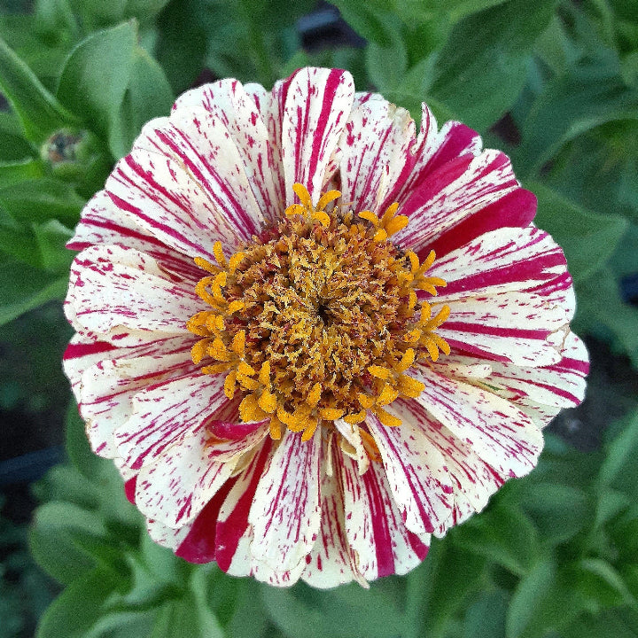 Peppermint Stick Zinnia plant