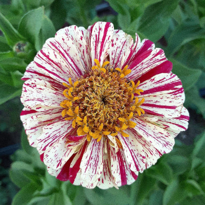Peppermint Stick Zinnia plant