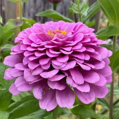 Purple Zinnia plant