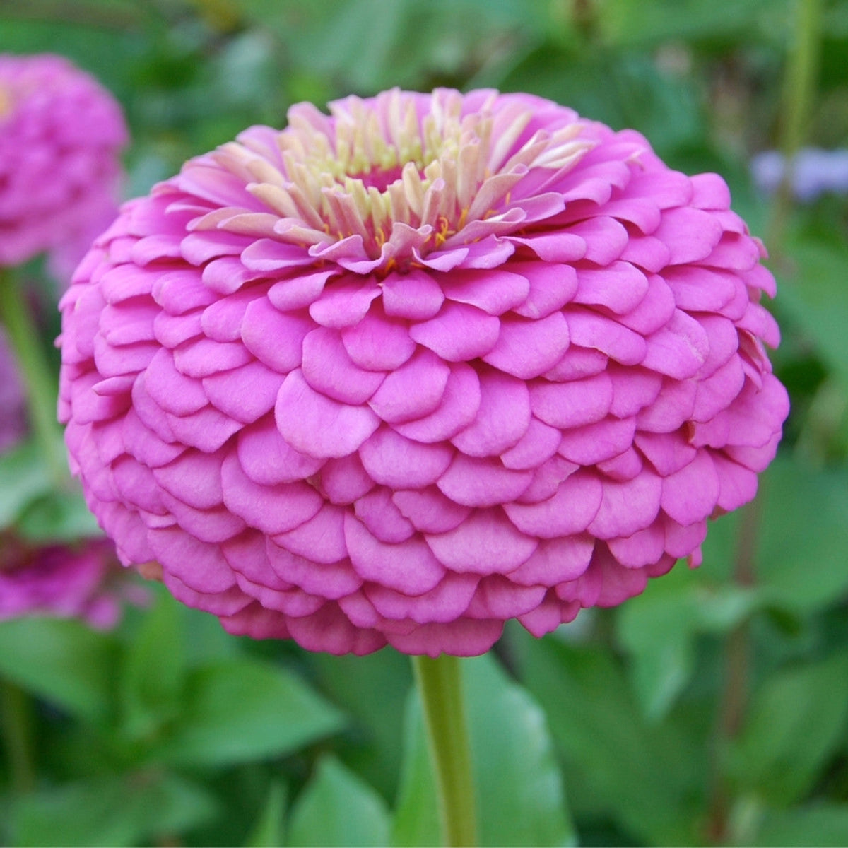 Purple Prince Zinnia plant