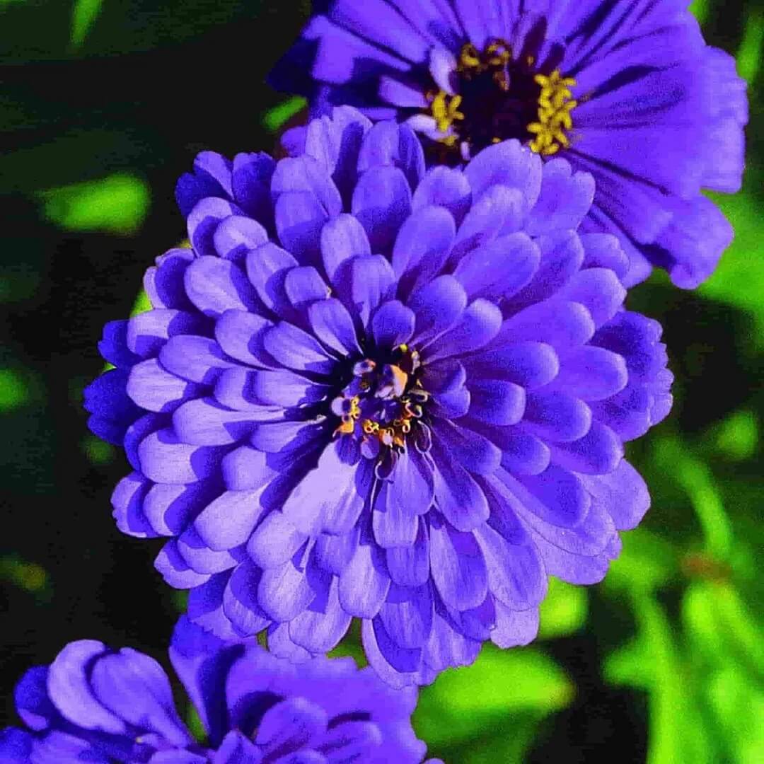 Blue Zinnia plant
